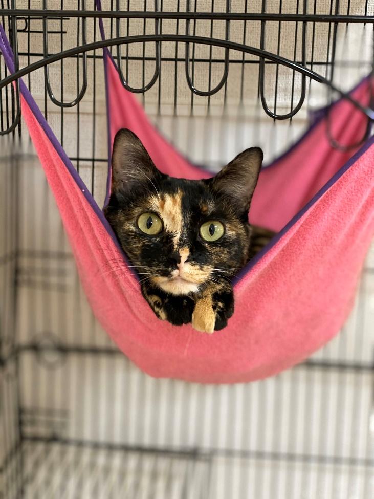 ユウさん宅のらいむちゃん