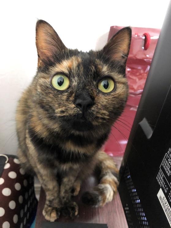 岡田さんの愛猫・ちぇりーちゃん