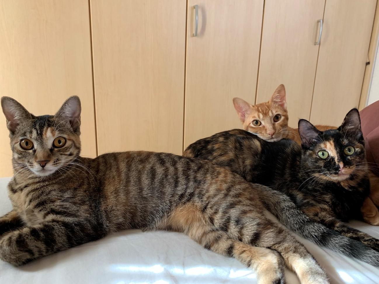 左がみんとちゃん。奥にいるのはかぼすくん