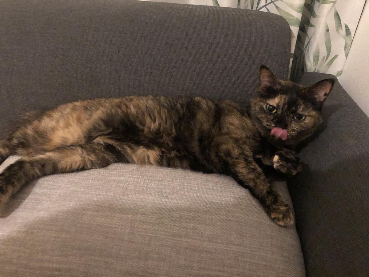 ソファーでくつろぐ姿が岡田さんの癒し