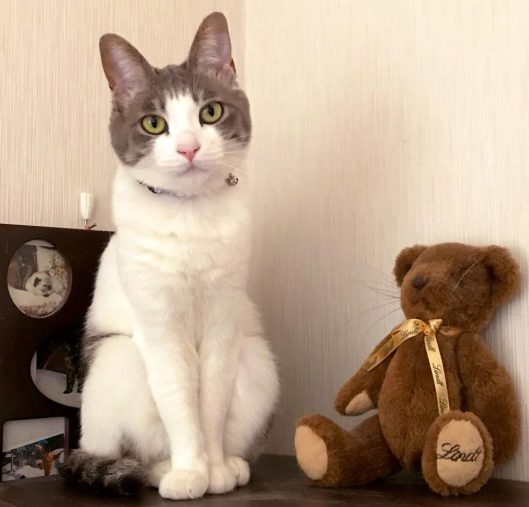 あささん宅のララ♪ちゃん(3歳)