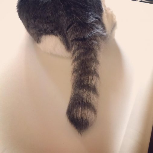 短くなってしまった尻尾も愛らしい