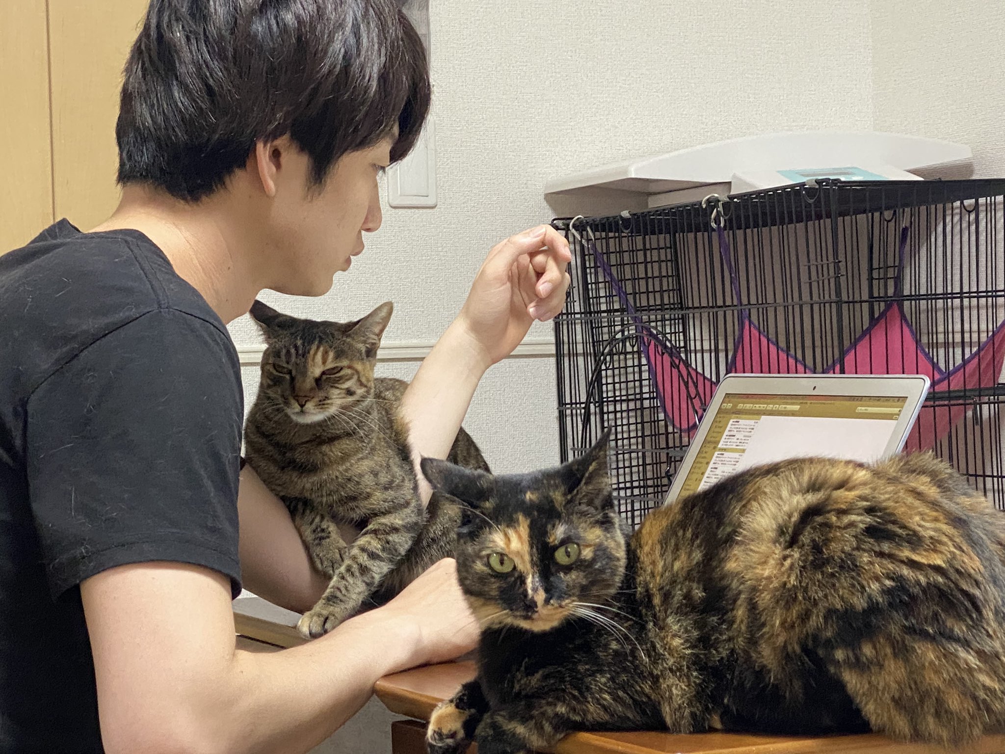 ユウさんのお仕事を見守るにゃんこたち