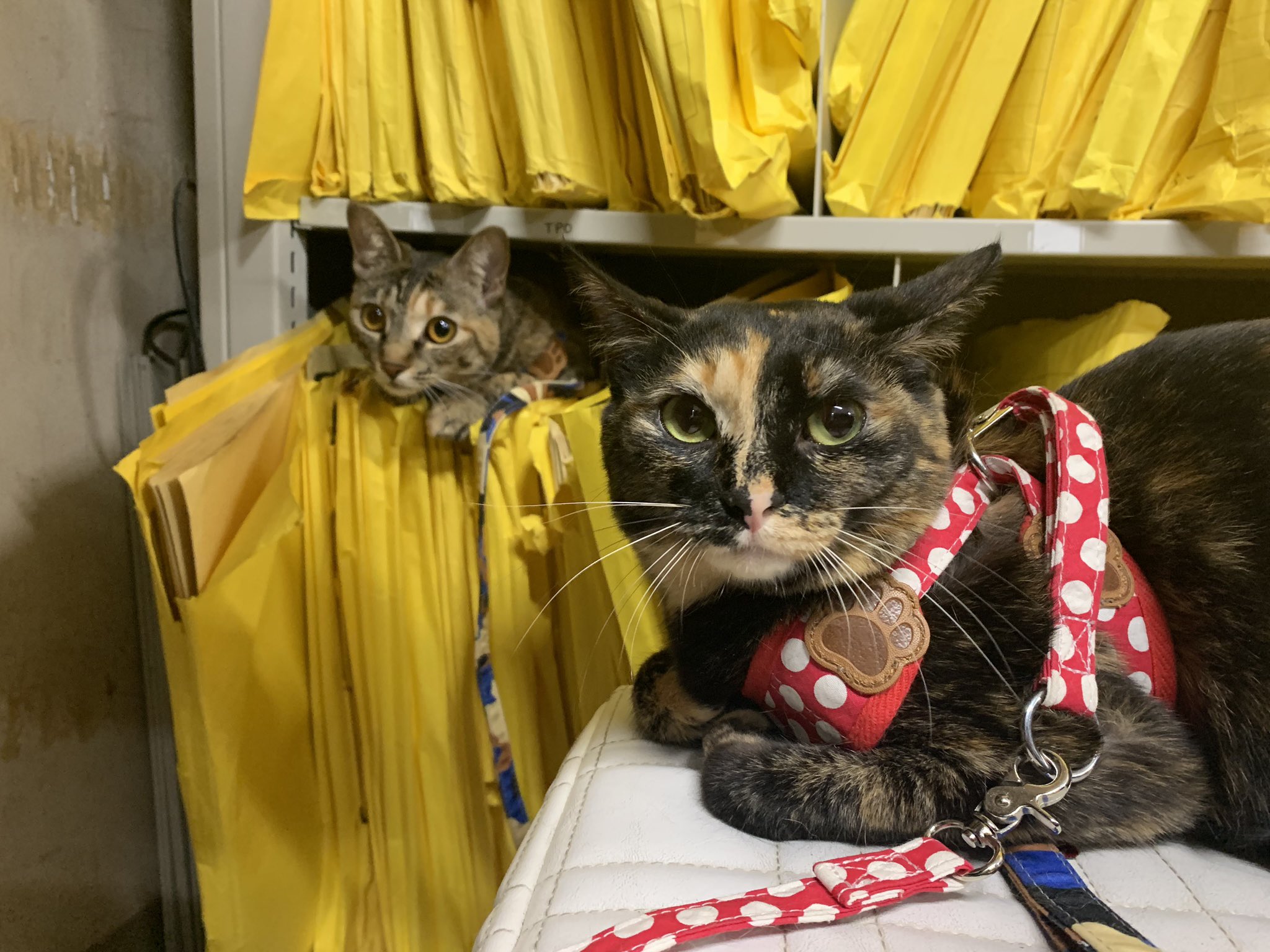 レントゲン写真の棚で遊ぶ2匹