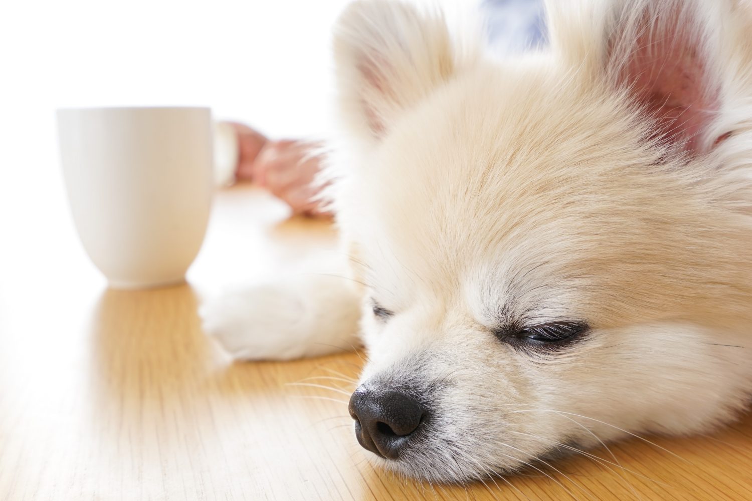 ペット扱いしてくる夫は何を考えてるの？