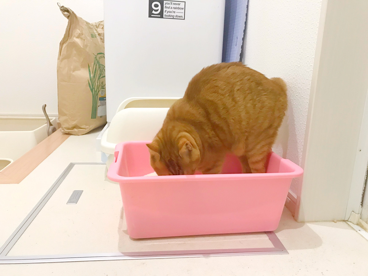「しぐにゃる」でおトイレ中のレオン