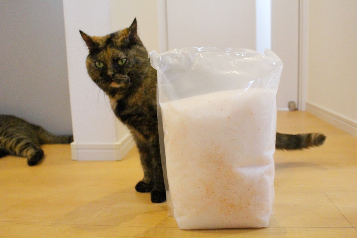実際に使用して愛猫の尿を検査してみたら…？