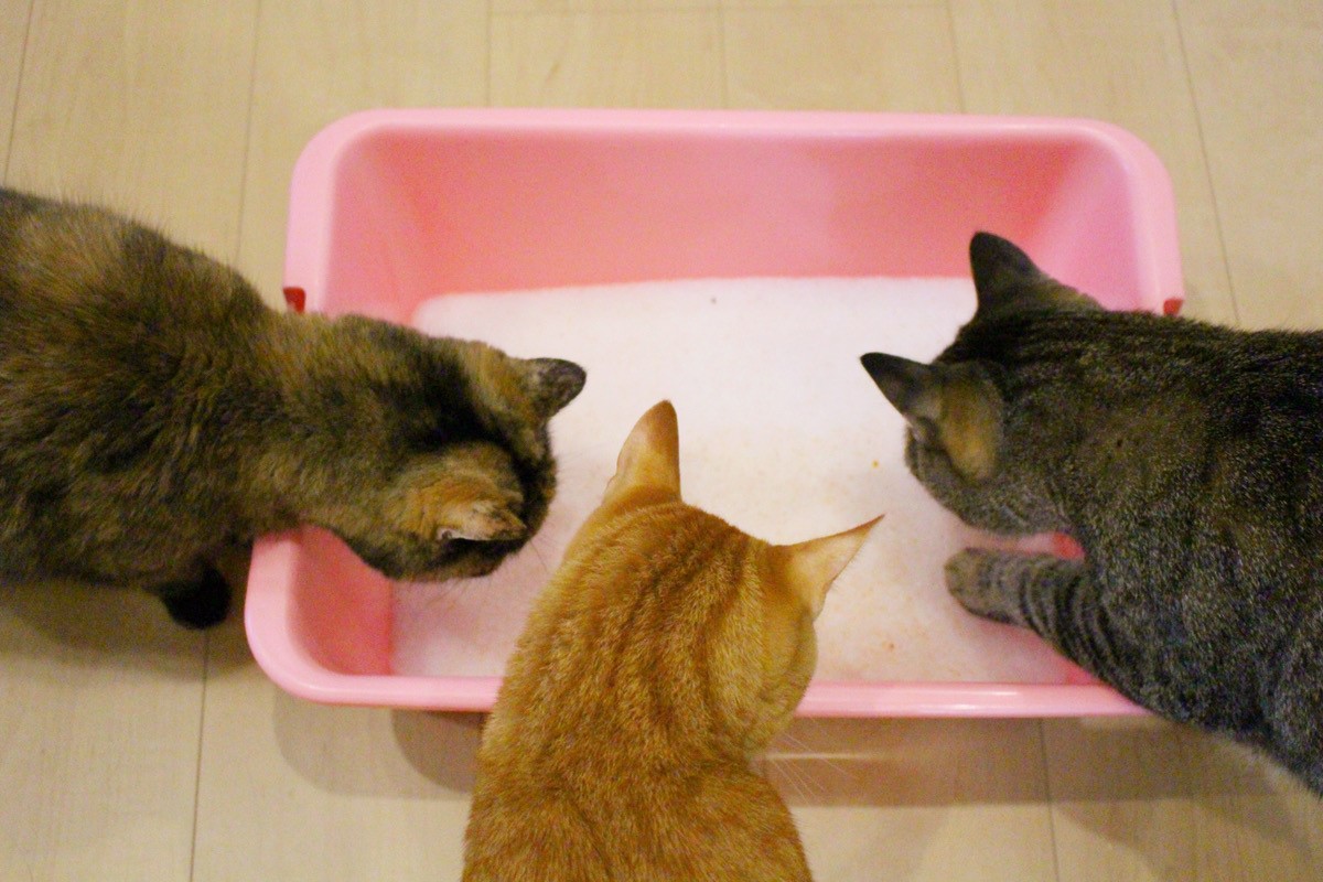しぐにゃるに興味津々の猫たち