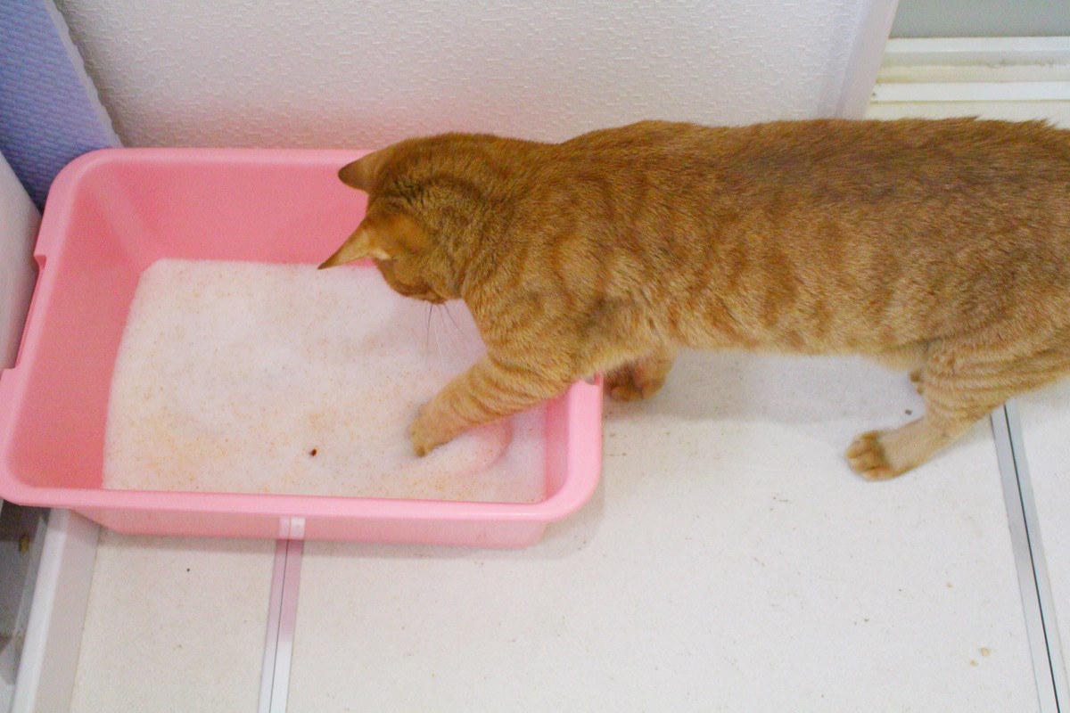 猫砂をカキカキする茶トラのレオン