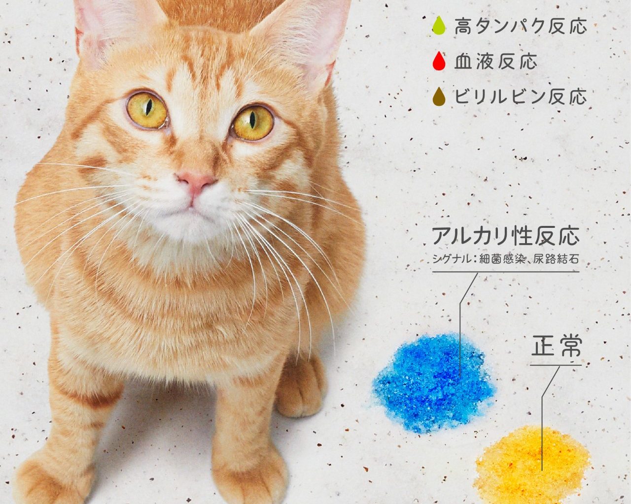 （アイキャッチ）手軽に尿検査ができる猫砂「しぐにゃる」
