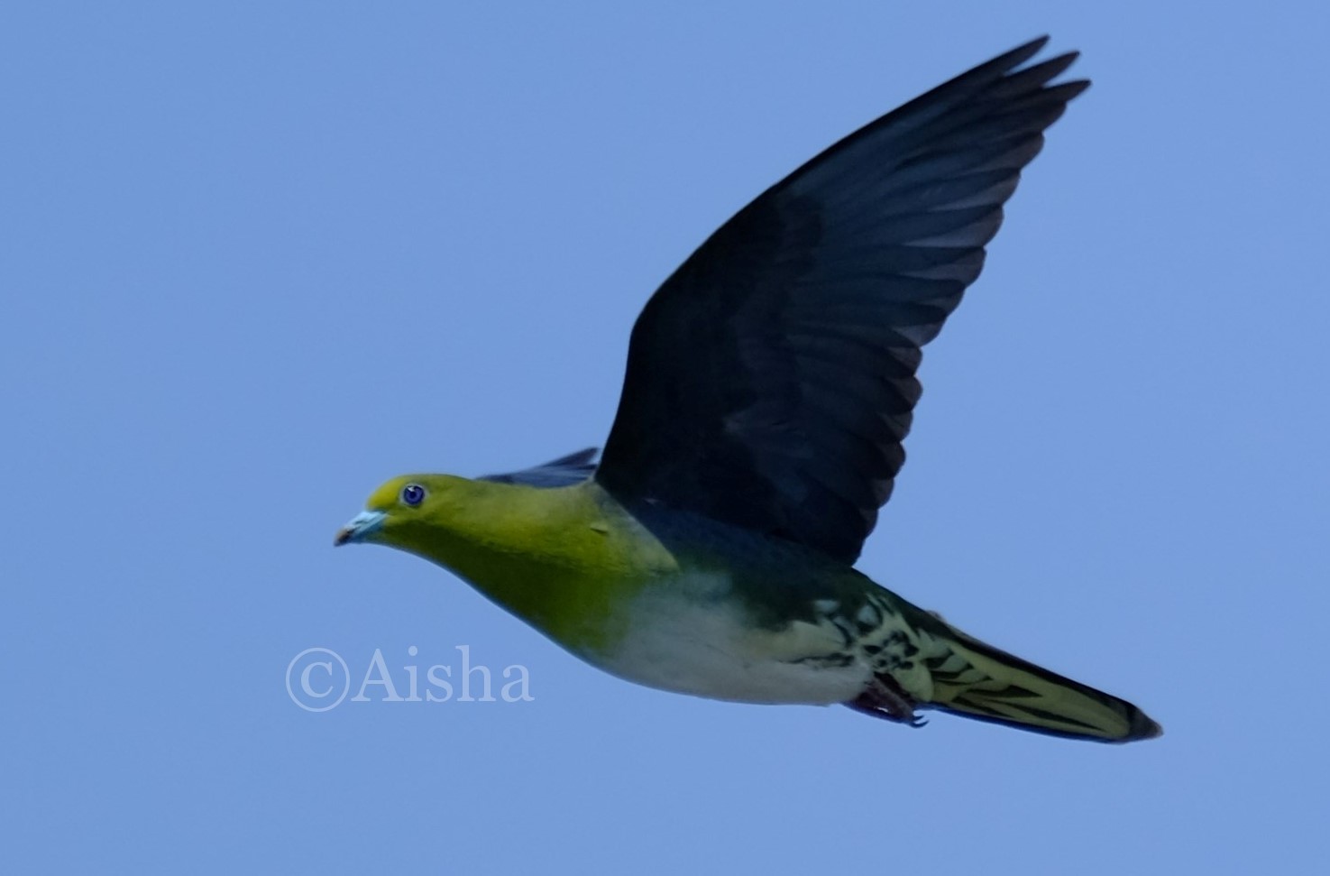 アオバトは緑色の羽毛や紫の瞳が特徴