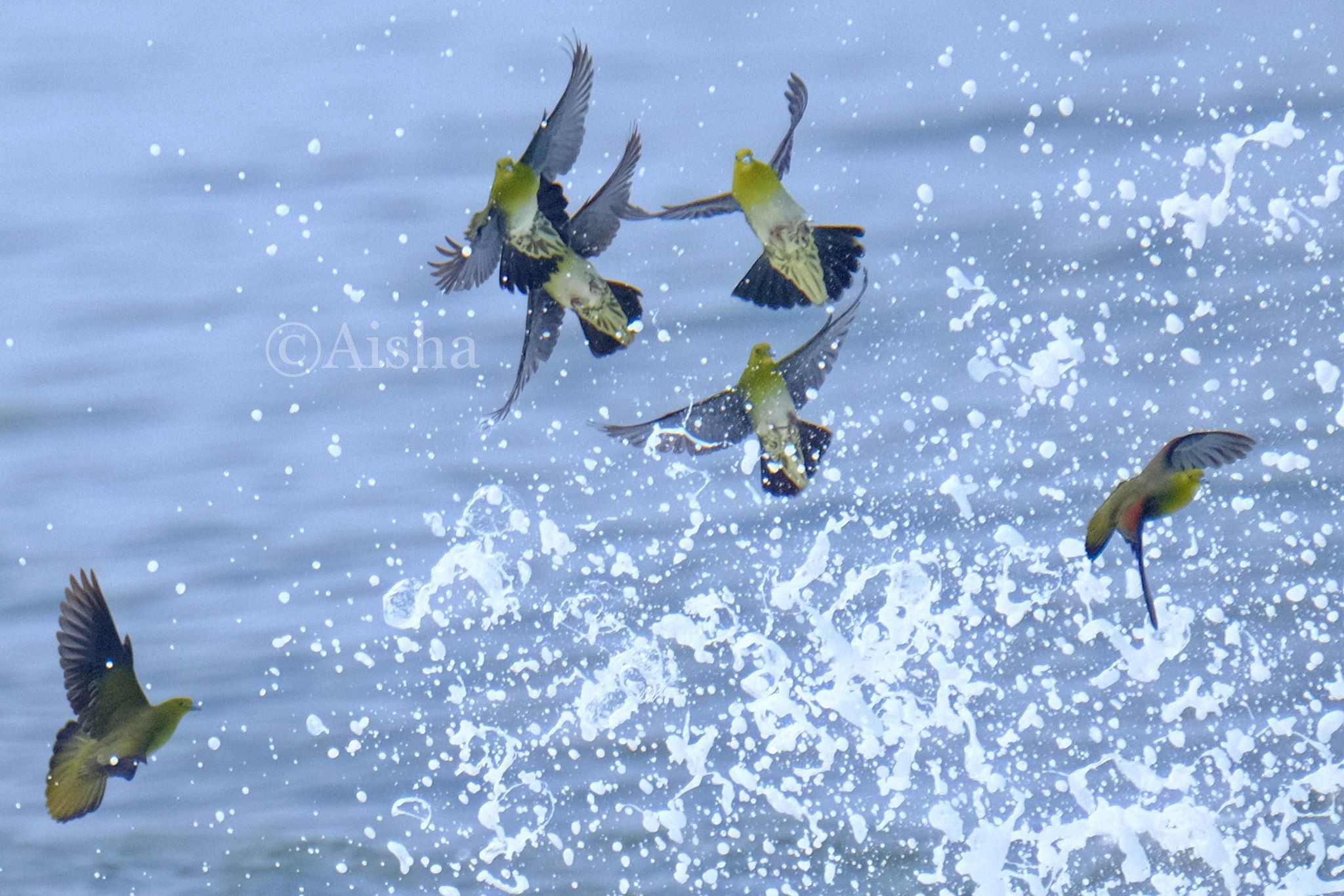 打ち寄せる波をかわすアオバトたち