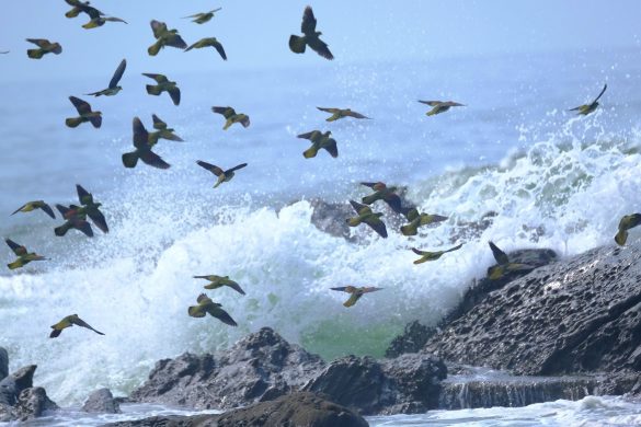 アオバトは群れで行動します