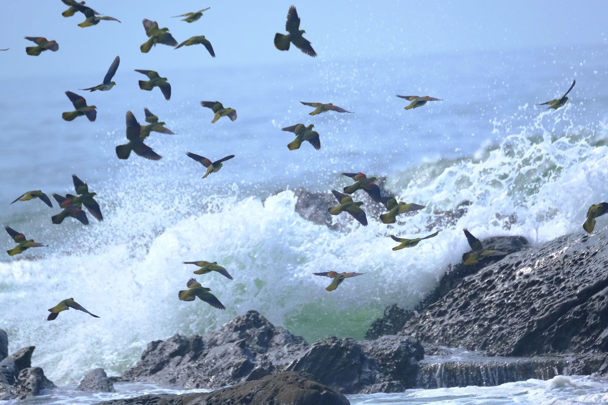 アオバトは群れで行動します