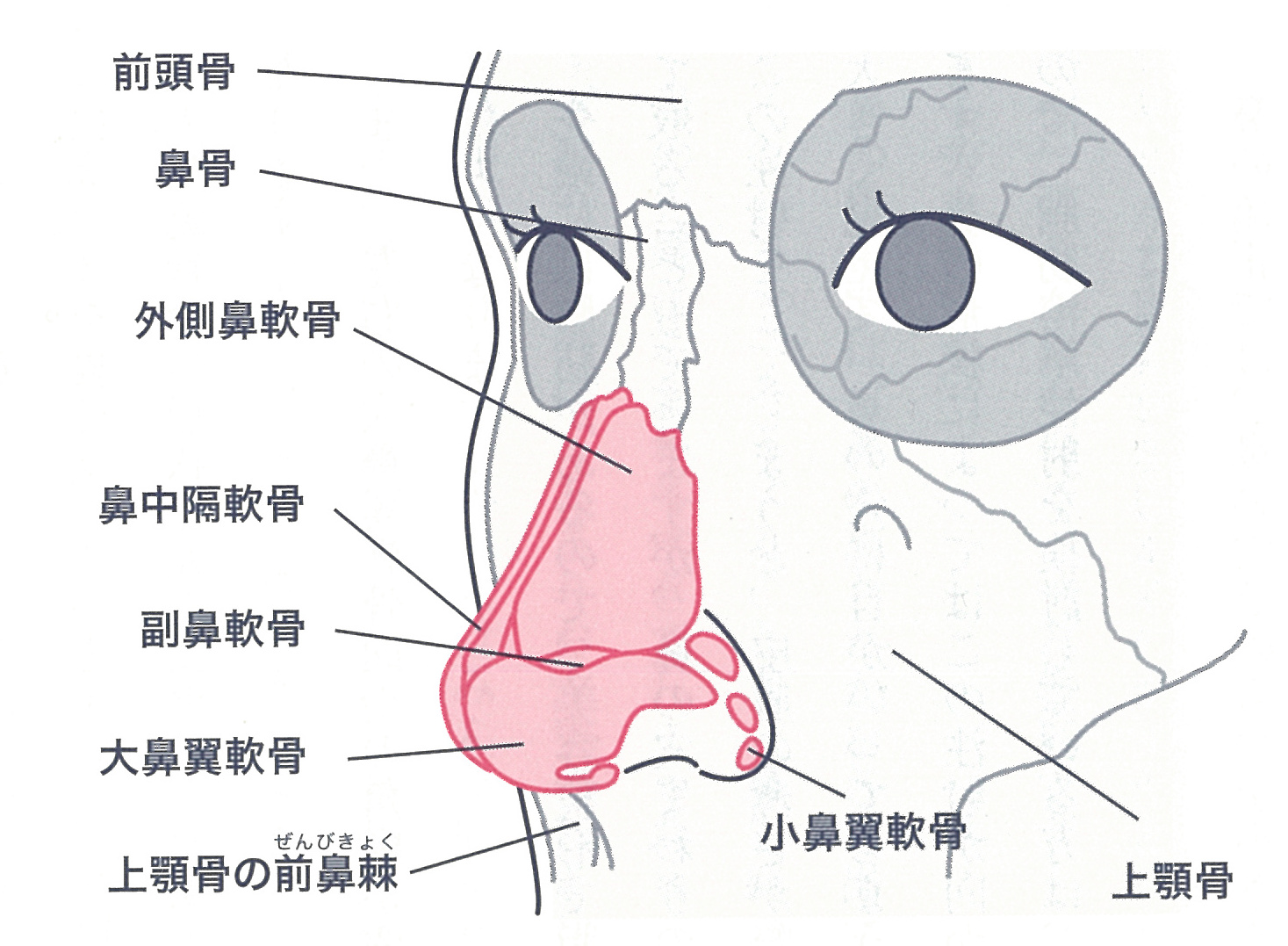 骨や軟骨を育てる「隆(りゅう)鼻(び)矯正(きょうせい)」って？