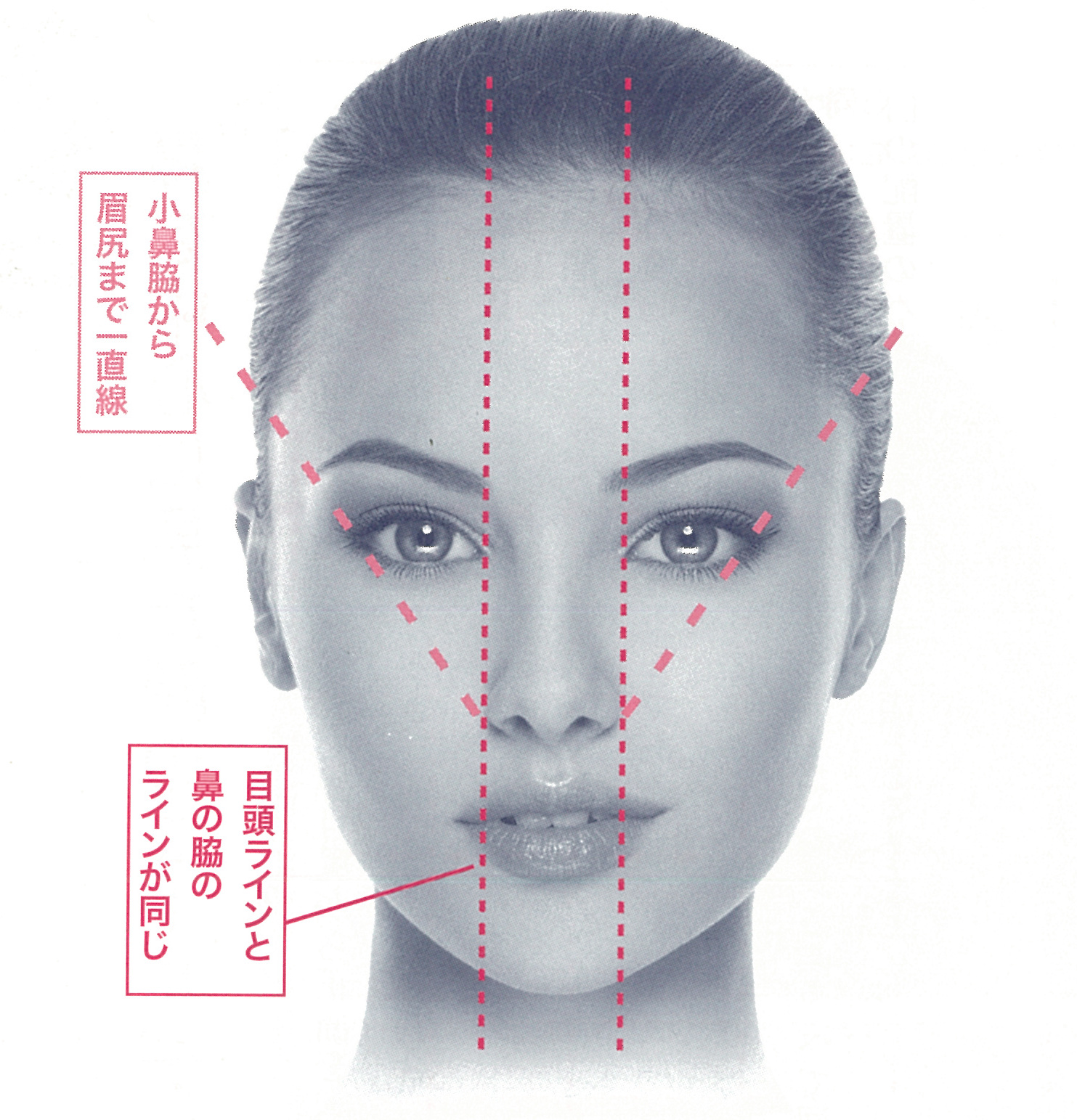 美しい鼻の条件とは