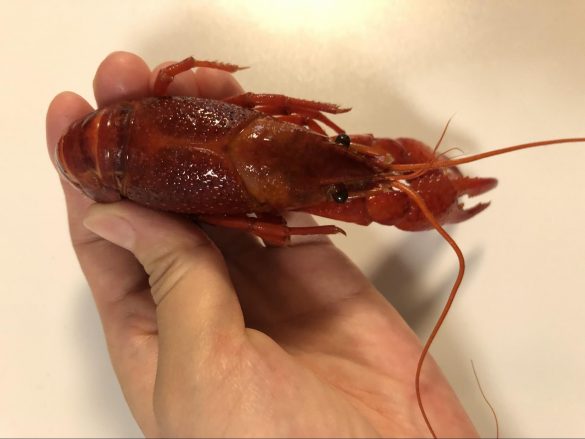 どこからどう見てもザリガニ