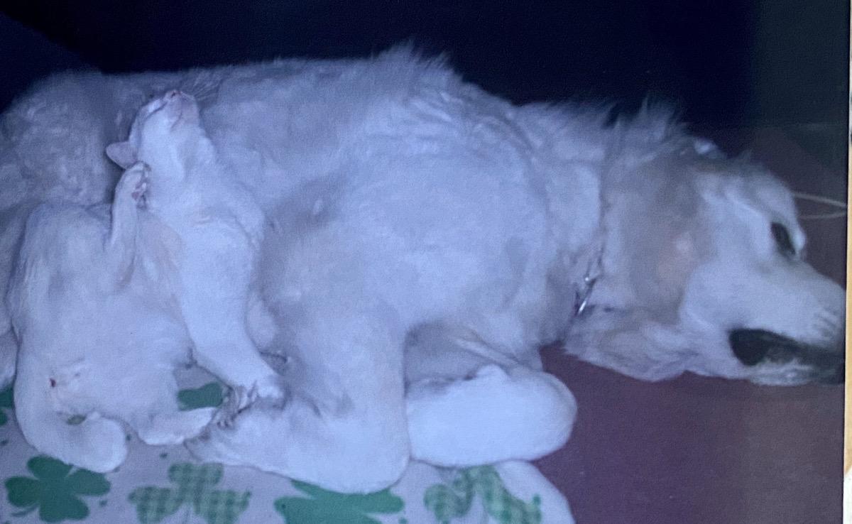 弱っていくシンディちゃんに寄り添っていたというマロンくん