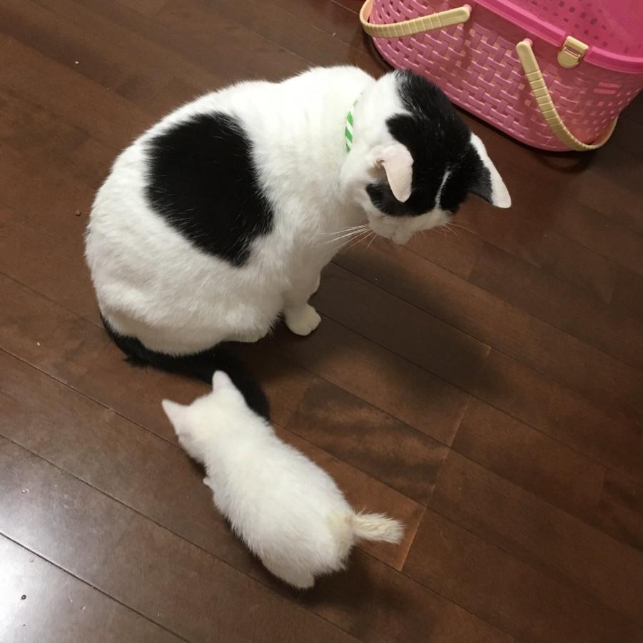 小さなしらすちゃんの兄のように接していた小太郎くん