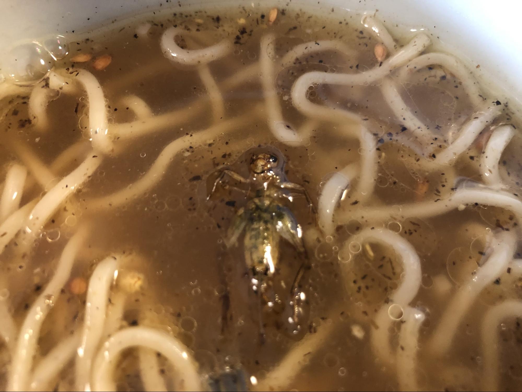スープに浮くコオロギ。食べる、食べるよ…！