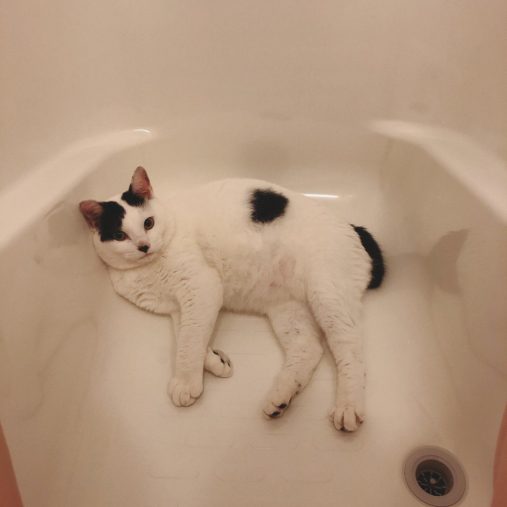 大きくなった福太郎くん