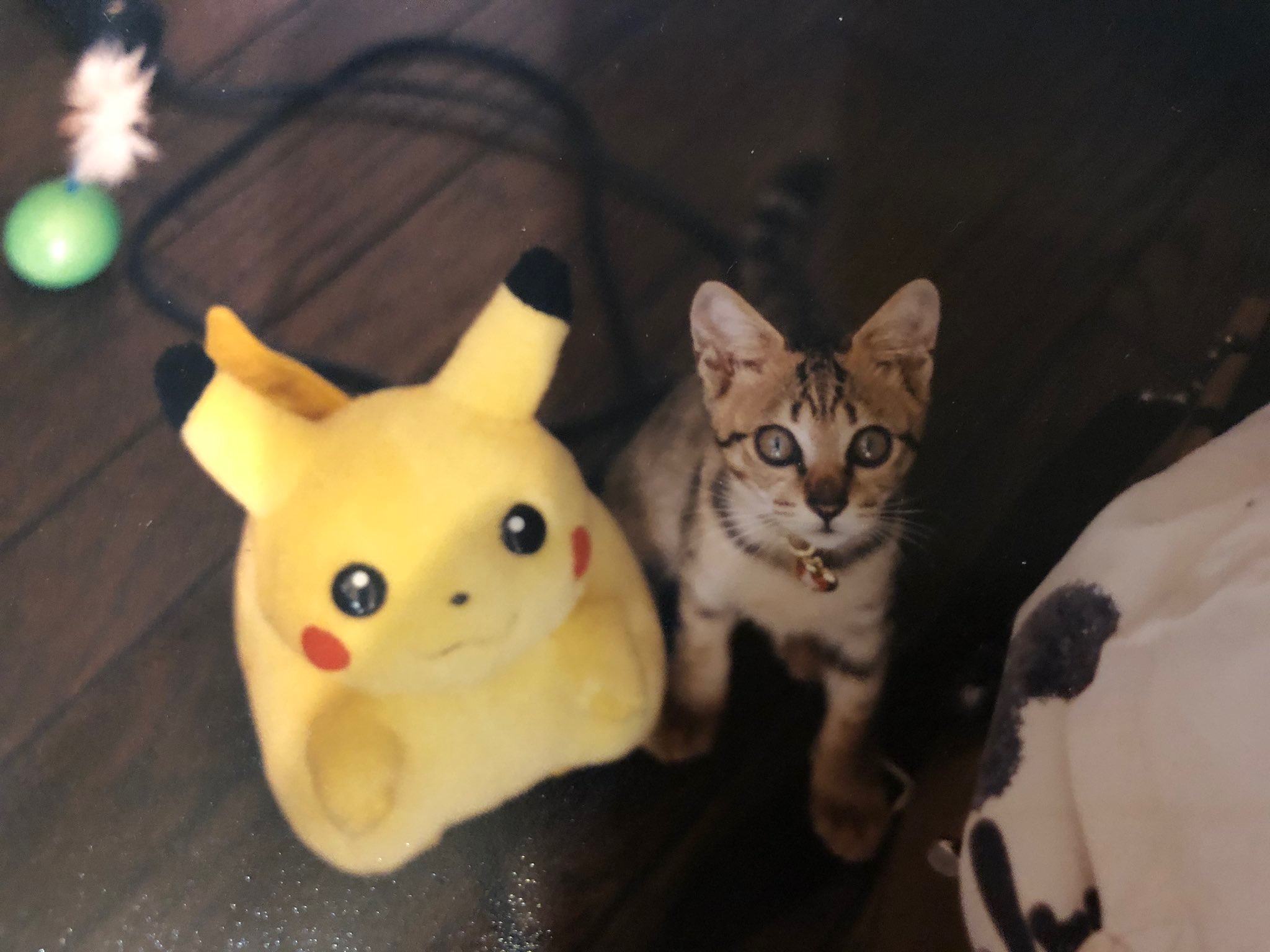 虎之助くんは再びみとらさんのもとへ