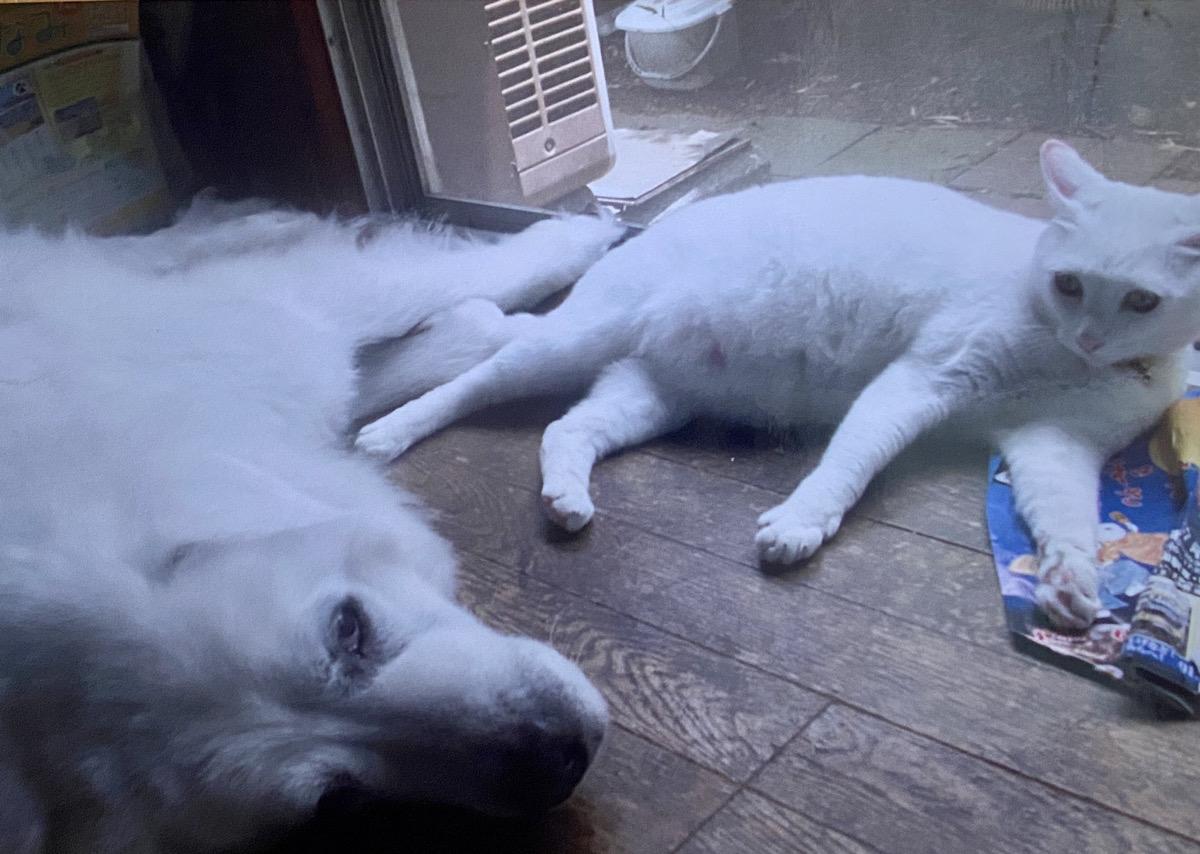 シンディちゃんが亡くなった今でも2匹の絆は変わらない