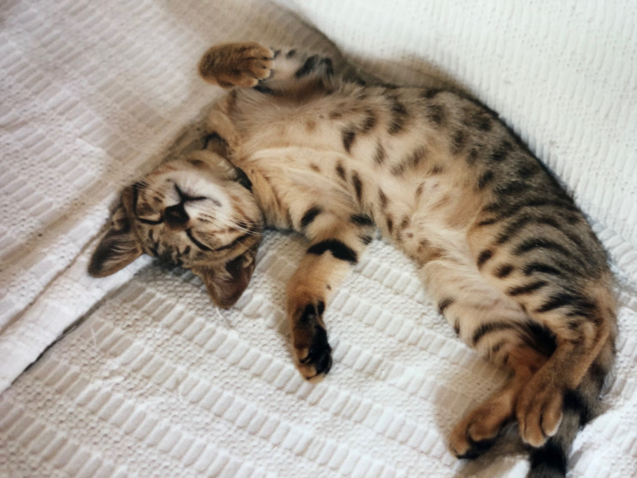 やんちゃで甘えん坊だった虎之助くん