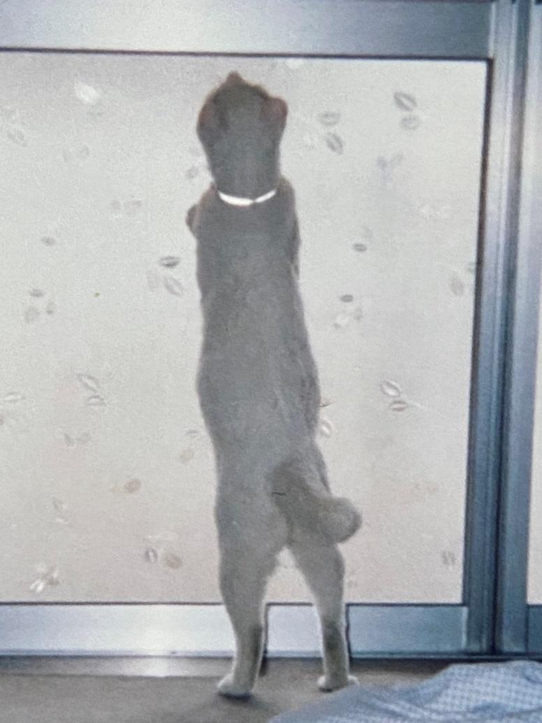 お迎えしたばかりの頃のマロンくん