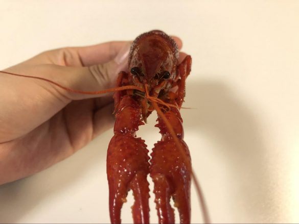 つぶらな瞳が可愛い