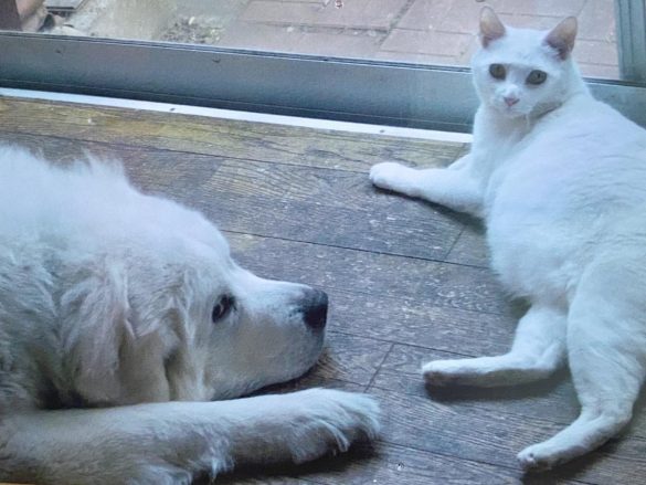 大型犬のシンディちゃんを頼もしく守る“兄貴”になった、マロンくん