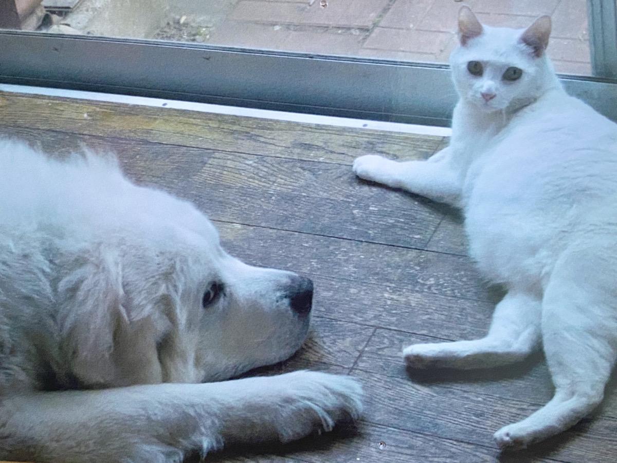 大型犬のシンディちゃんを頼もしく守る“兄貴”になった、マロンくん