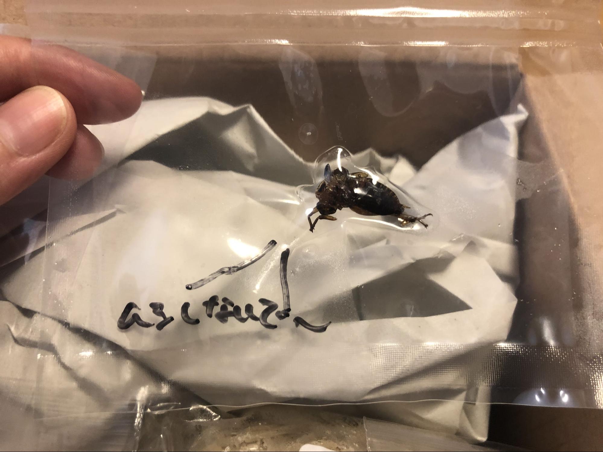 丸々としており、とにかく真っ黒。「ムシしないで〜」と書いてあるけど、無視できない存在感です