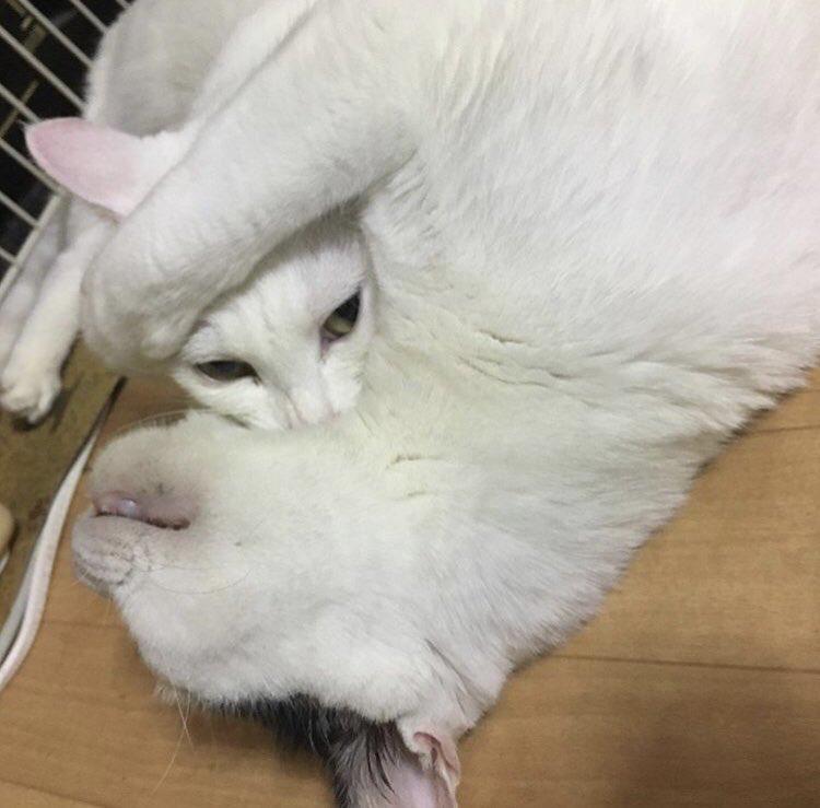 じゃれ合う小太郎くんとしらすちゃん