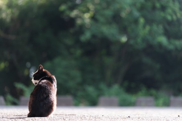 ニャンコたちの「喜怒哀楽」表情集