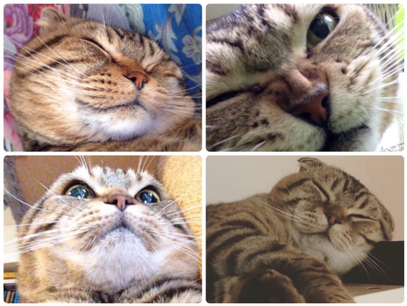 猫の喜怒哀楽・うずらちゃん