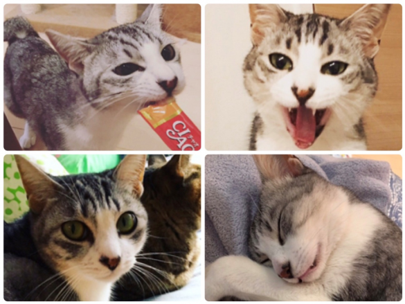 猫の喜怒哀楽・もずくちゃん