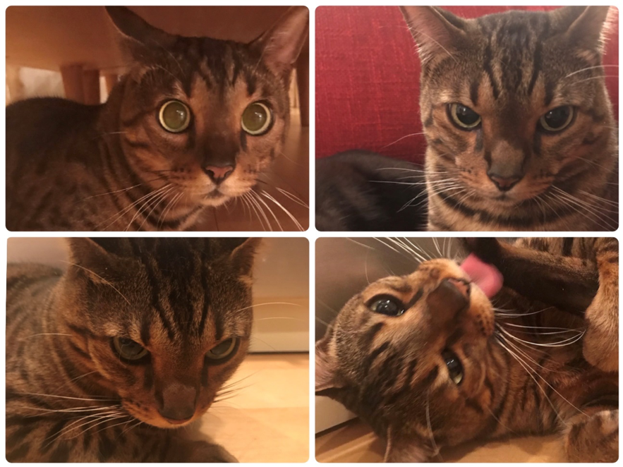 猫の喜怒哀楽・ベンガル猫のテイルス