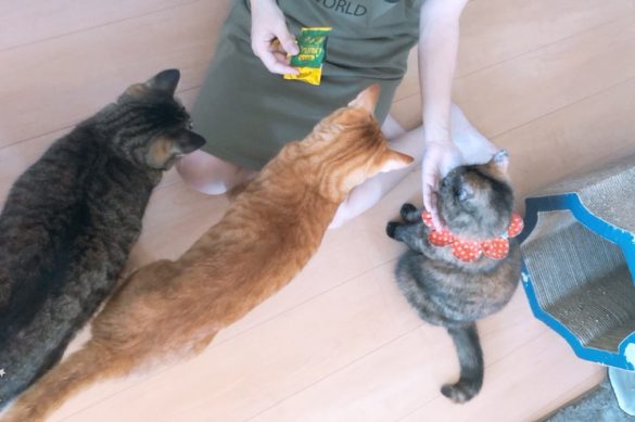3匹のおキャット様と下僕