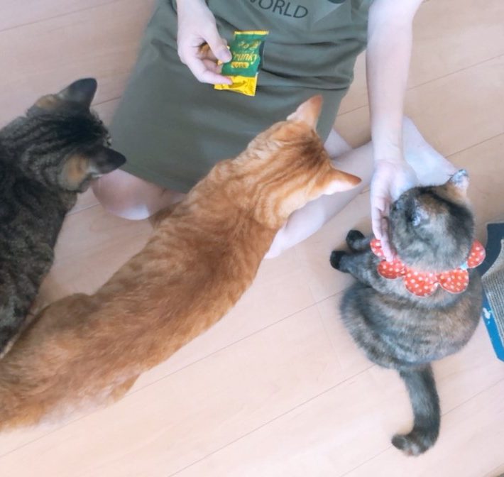3匹のおキャット様と下僕