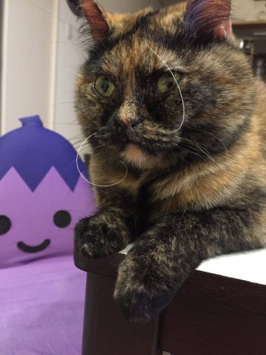 (画像:ゆあ@yunc24291 Twitterより)