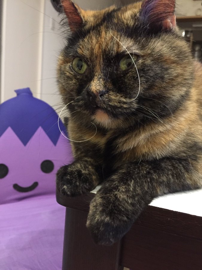 （画像：ゆあ@yunc24291　Twitterより）