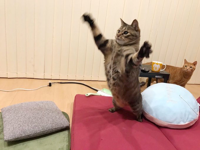 （画像：ゆあ@yunc24291　Twitterより）