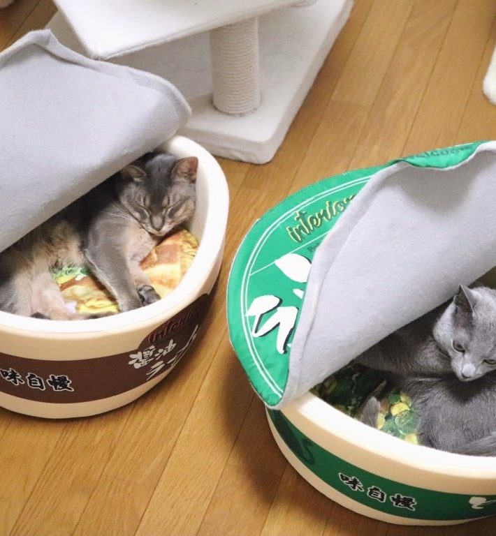 カップ麺ペットハウスでくつろぐ2匹