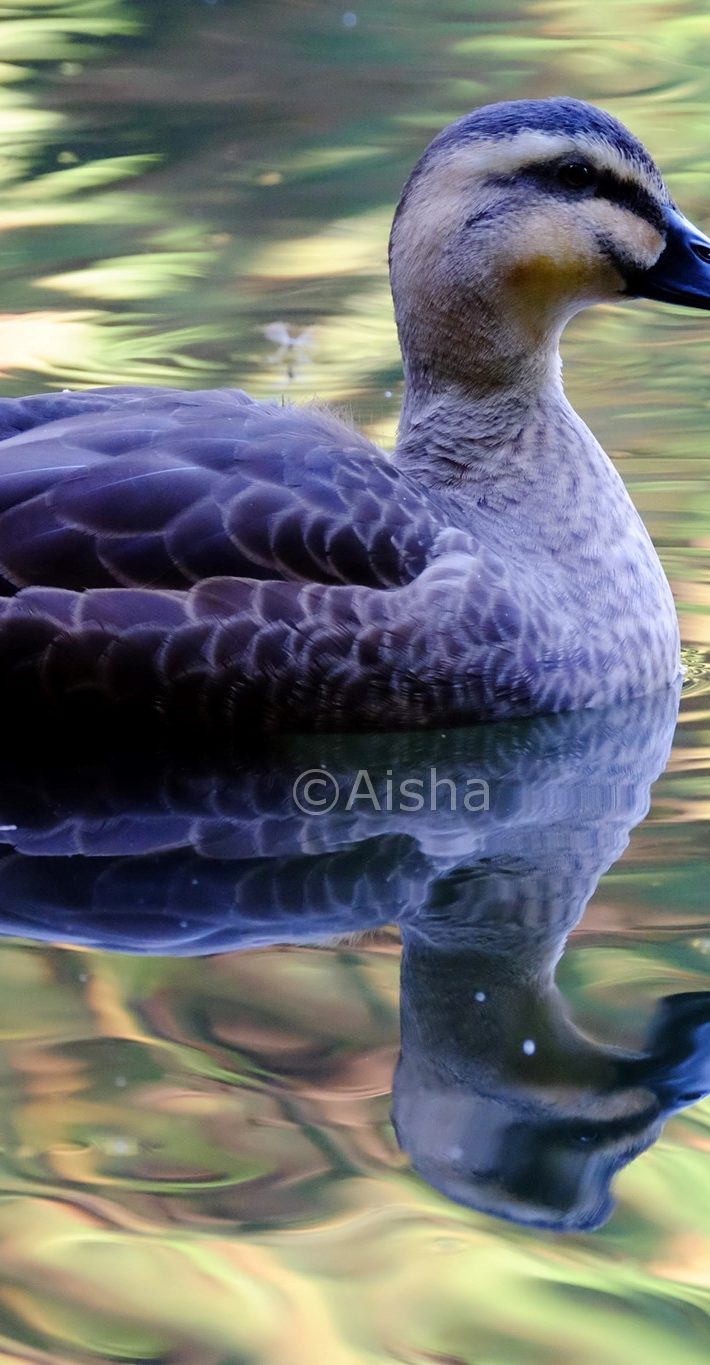 鏡の国のカルガモ