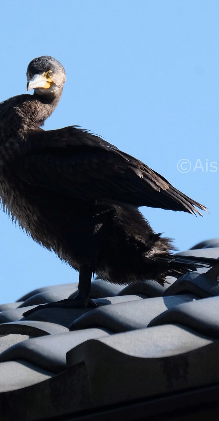 屋根の上のカワウ