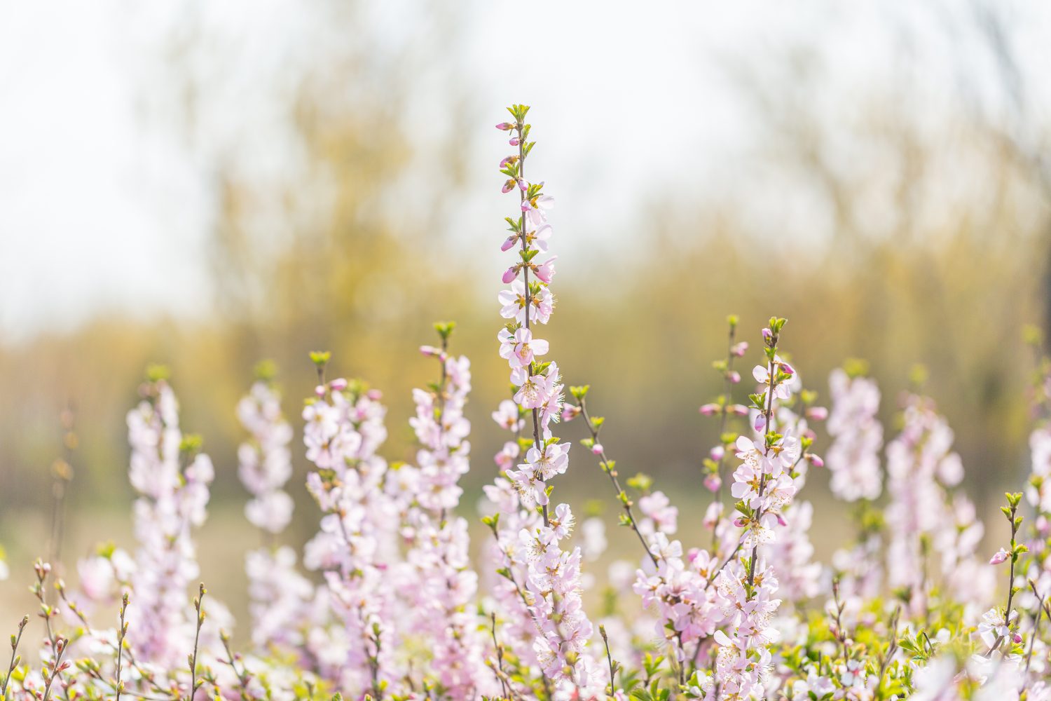 森林の回答・第168回