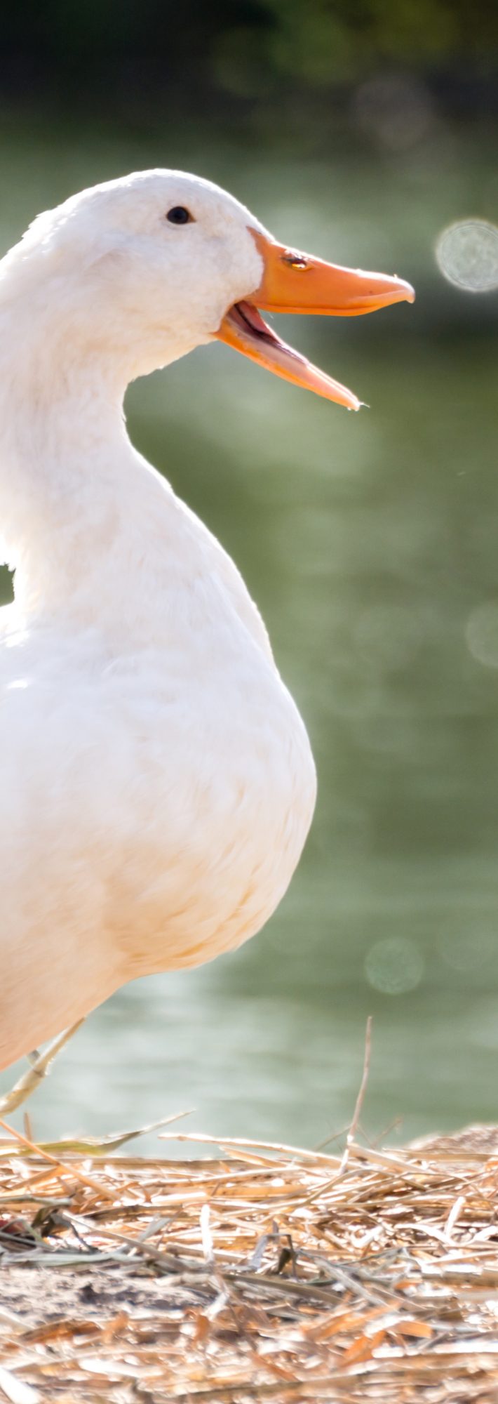 CMのアヒルを恨めしく思う日々……