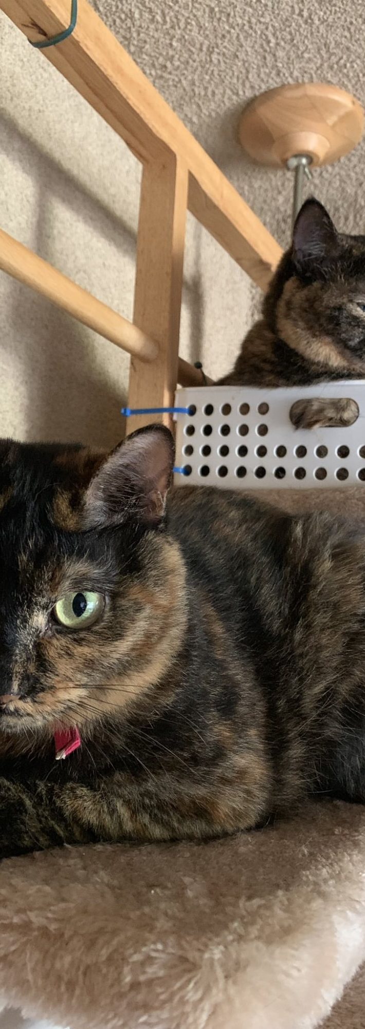 ほどよい距離感をたもつ2匹