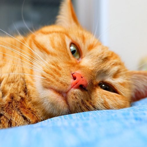 リラックスモードな小麦ちゃん